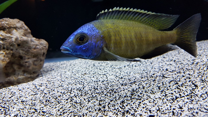 Placidochromis sp. 'electra superior' Mandalawi Reef